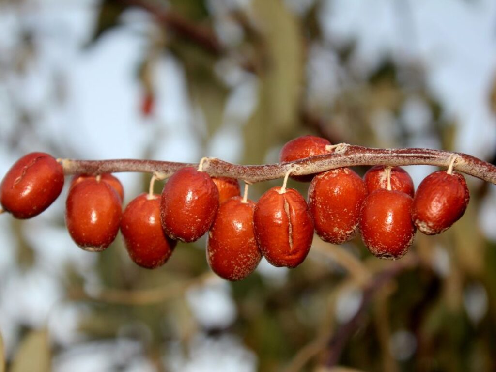 سنجد نماد سفره هفت سین